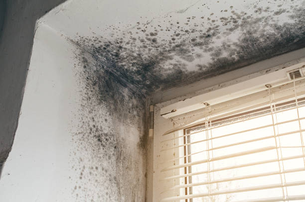 Affordable Mold Cleanup solutions in Georgetown, IL