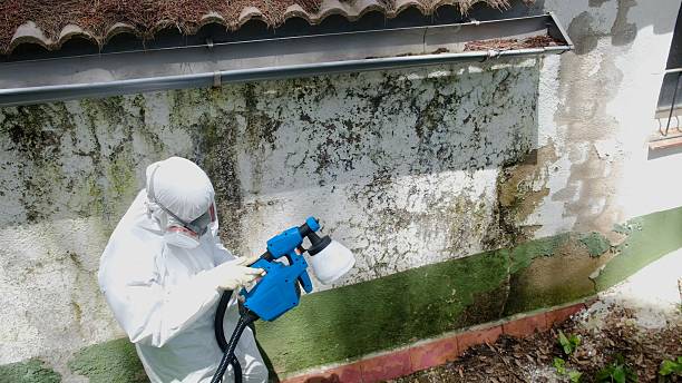 Trusted Commercial Mold Remediation service in Georgetown, IL - Cheap Mold Removal